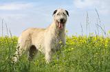 IRISH WOLFHOUND 068